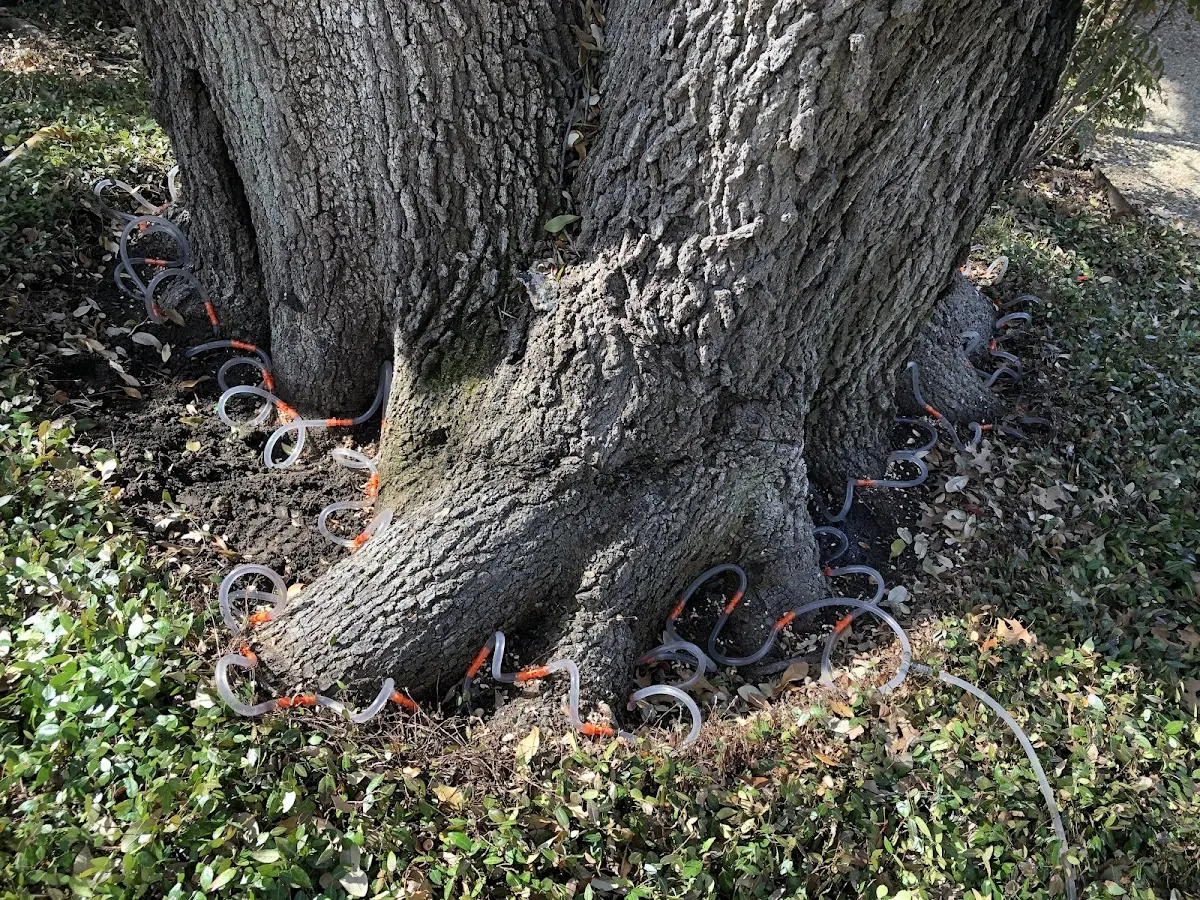 Detailed Tree Cabling and Bracing job site in Maysville