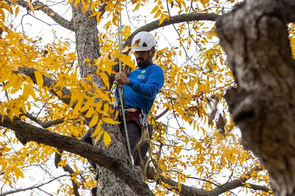 Skilled Tree Planing crew working in Maysville